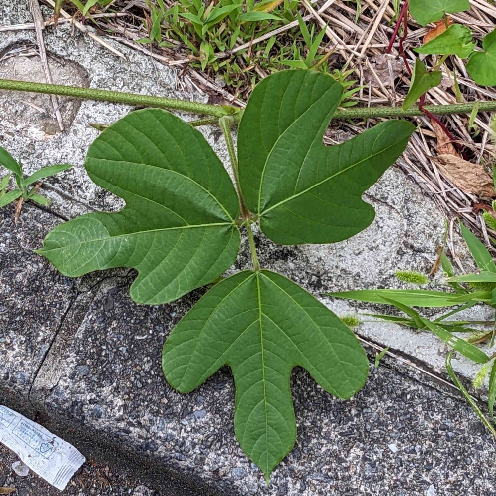 あさだ