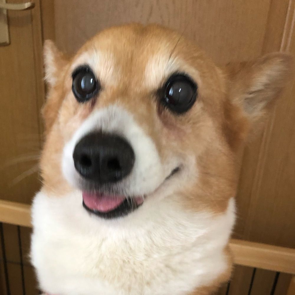🐶