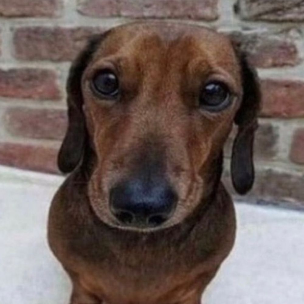 opedro