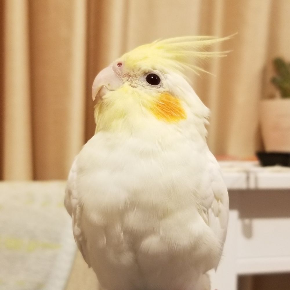 もちゃ🐥