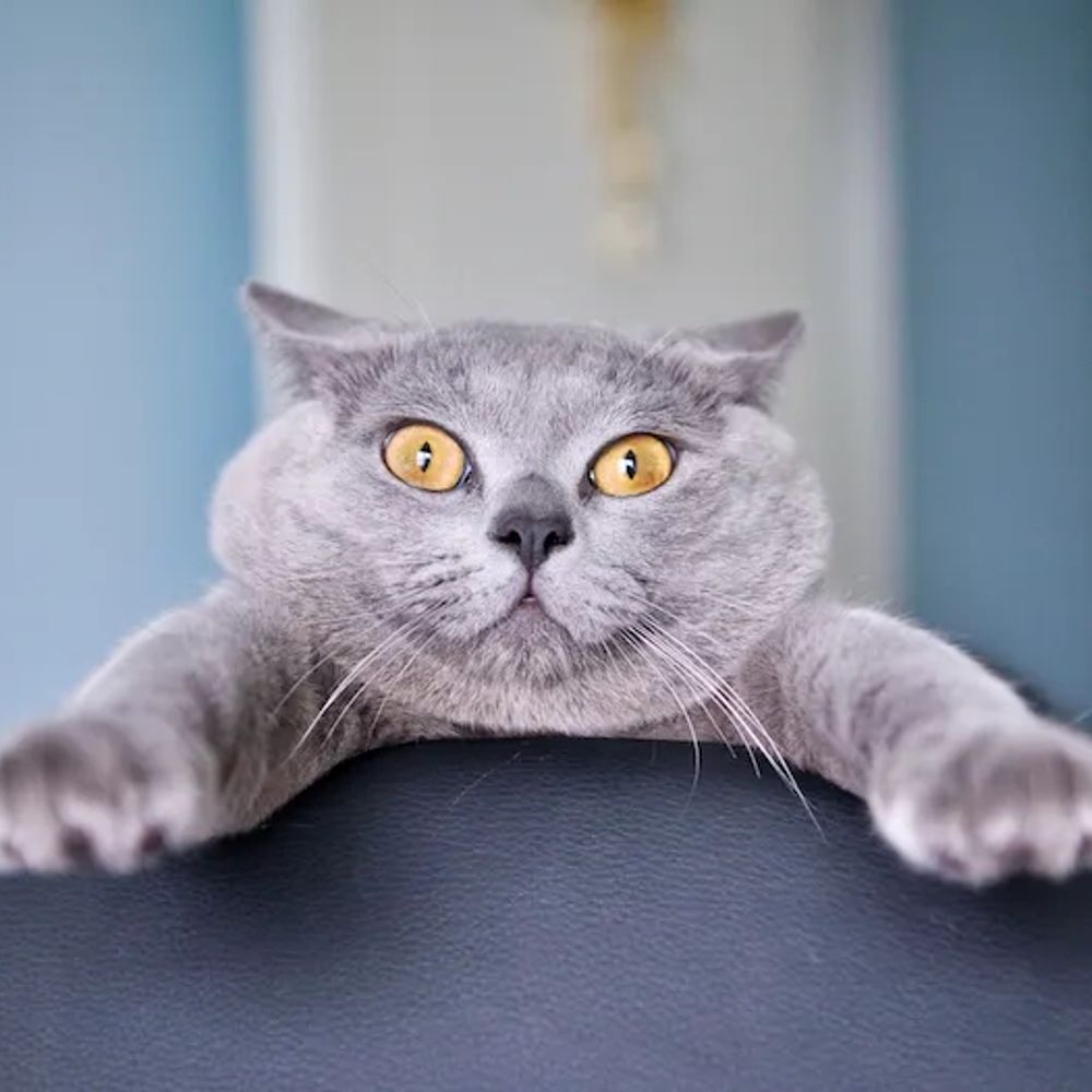 The Cat Life