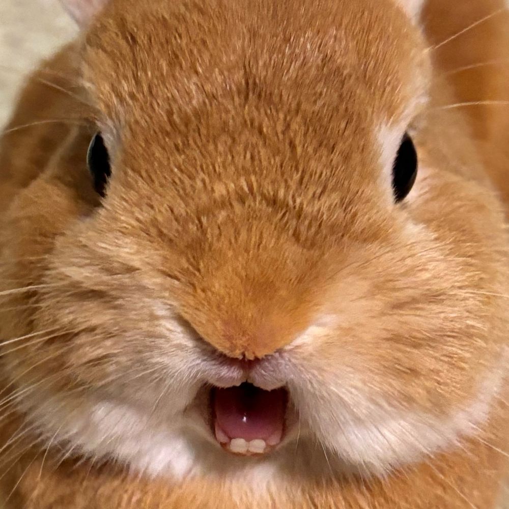 なのめ
