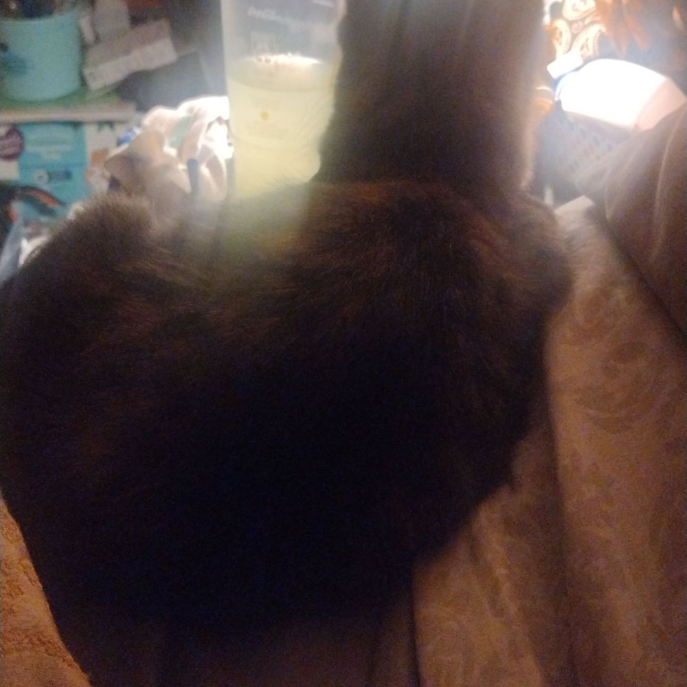 Kittykatmamiii