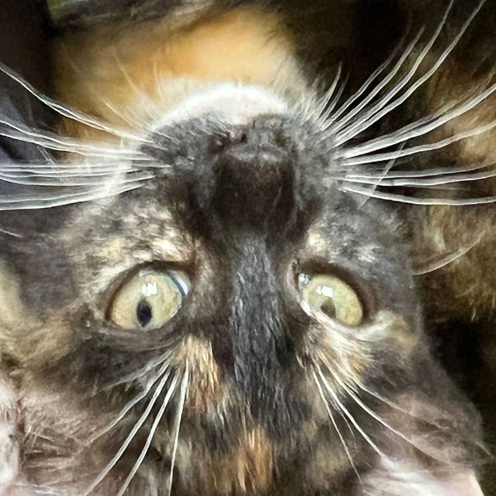 Sarah Says Meow