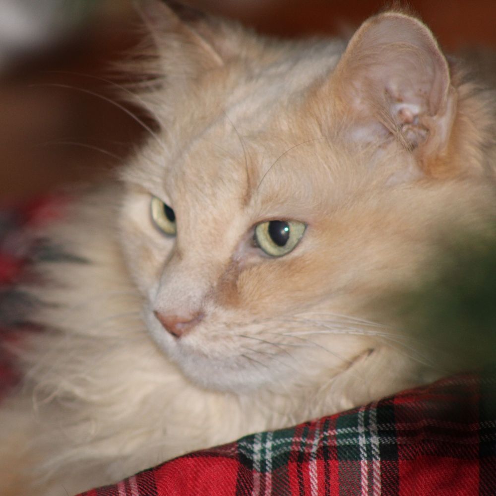 Maimie