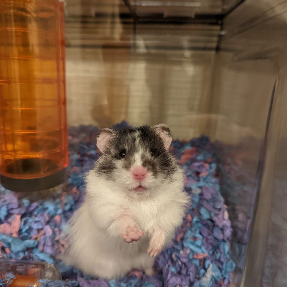 Freddy the Hamster 