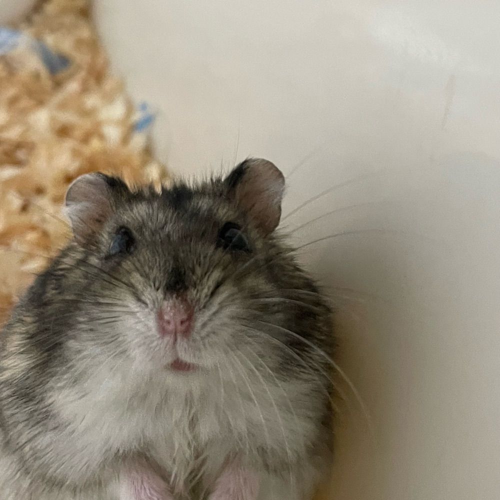 루에