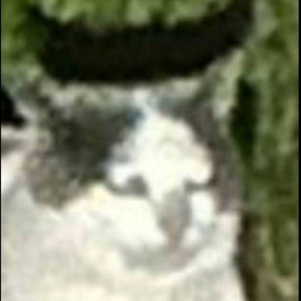 パパねこ