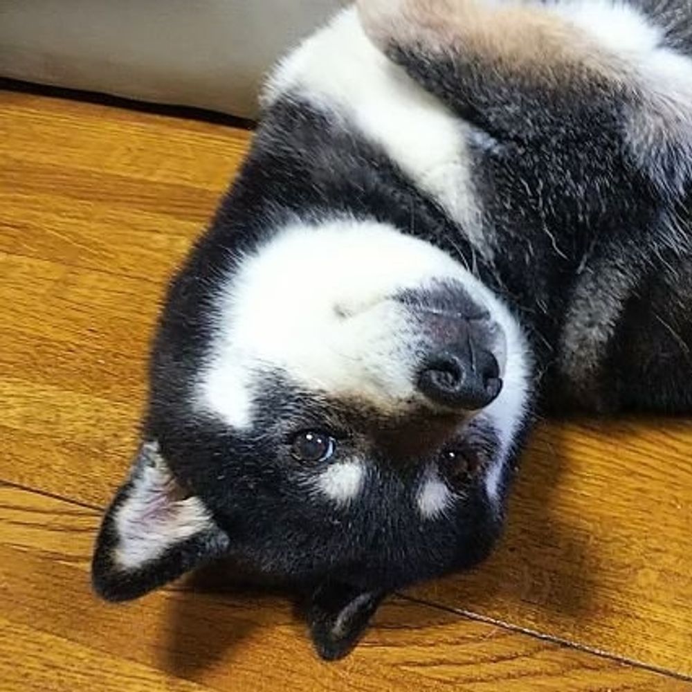 まほ