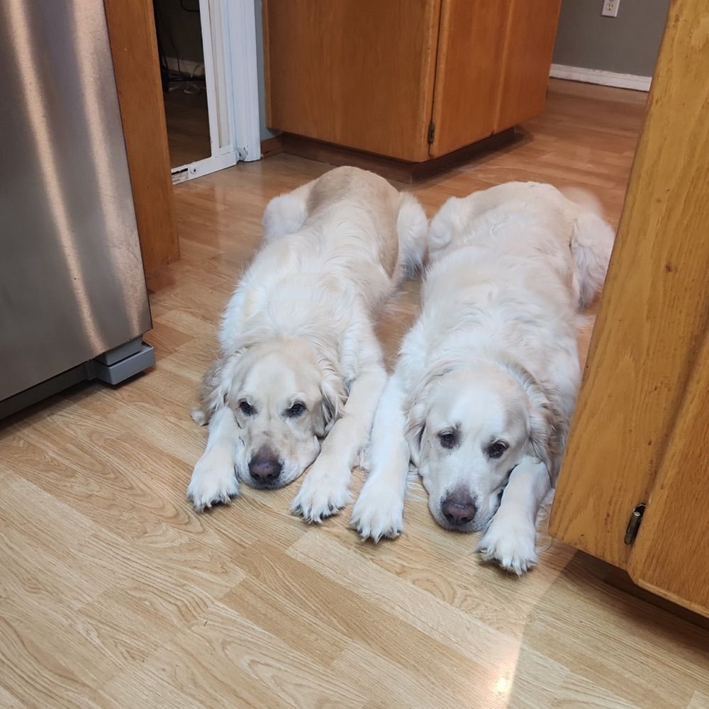 goldenglitter Ⓥ