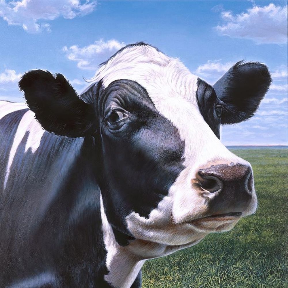 heifer
