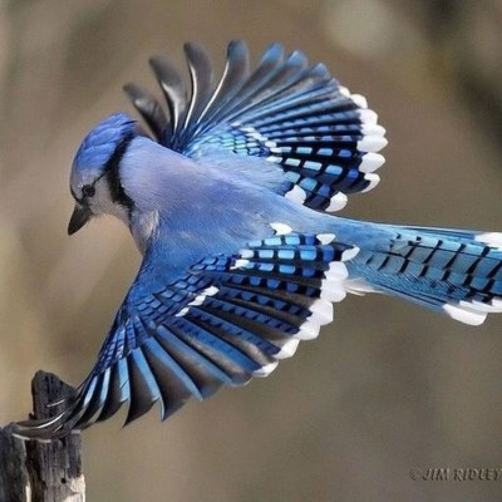 Grue Jay