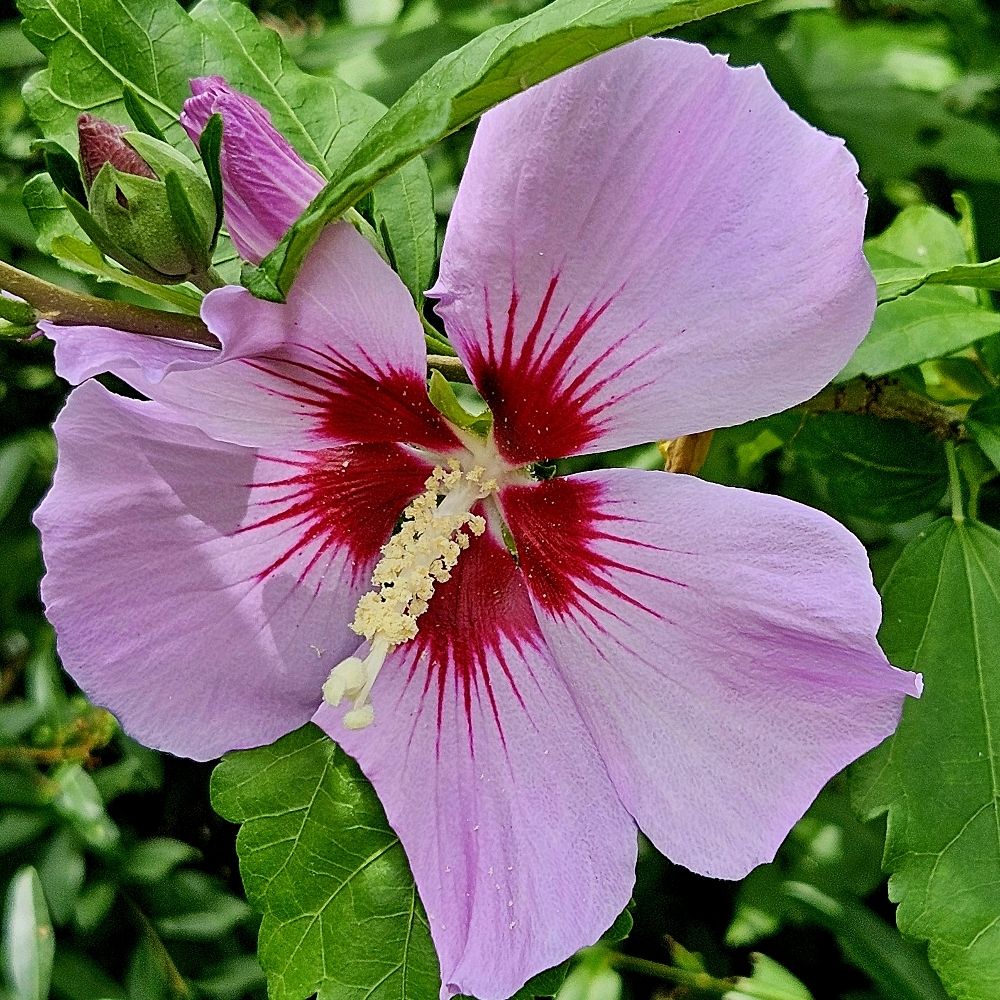 Špela Baebler