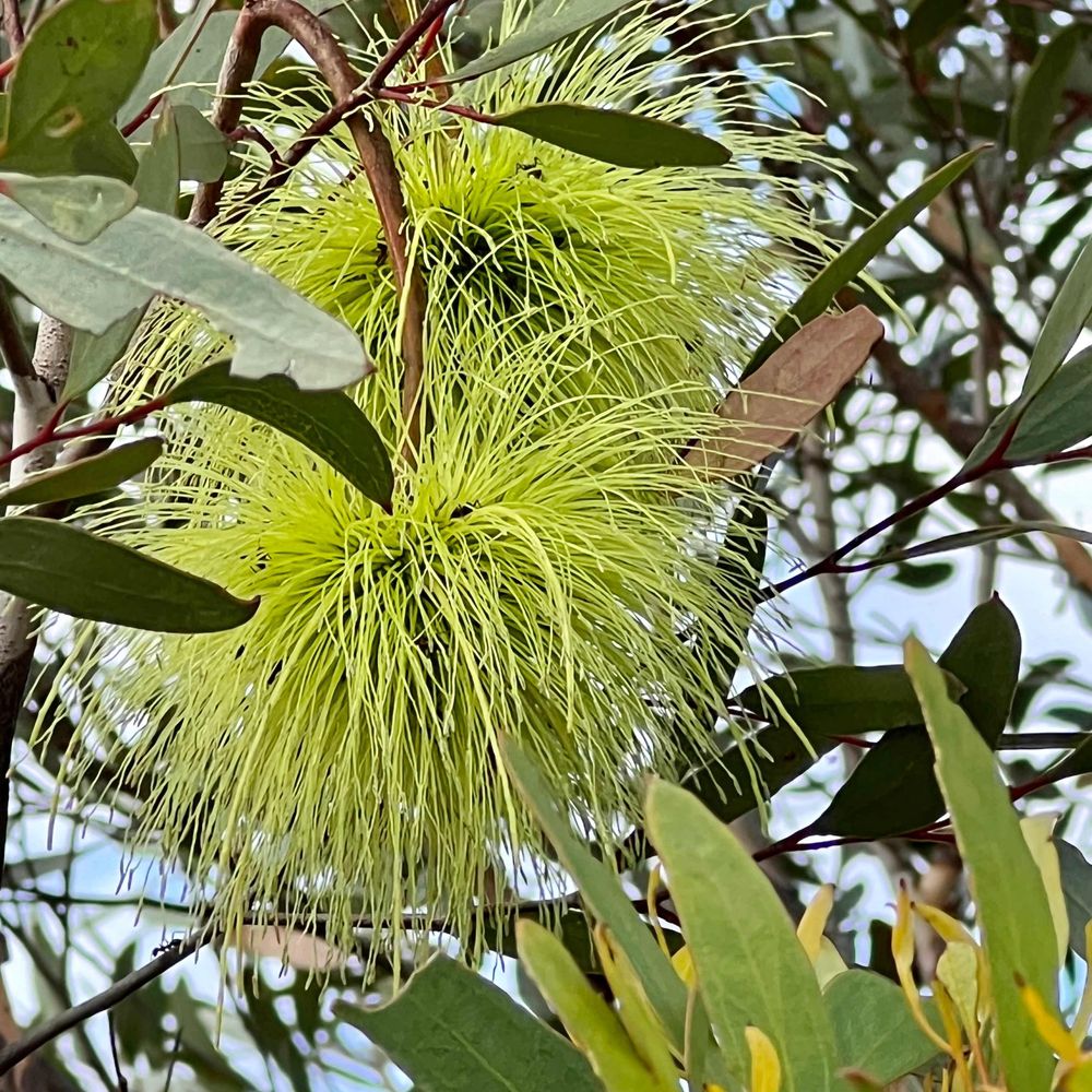 Eucalyptus Hunters 