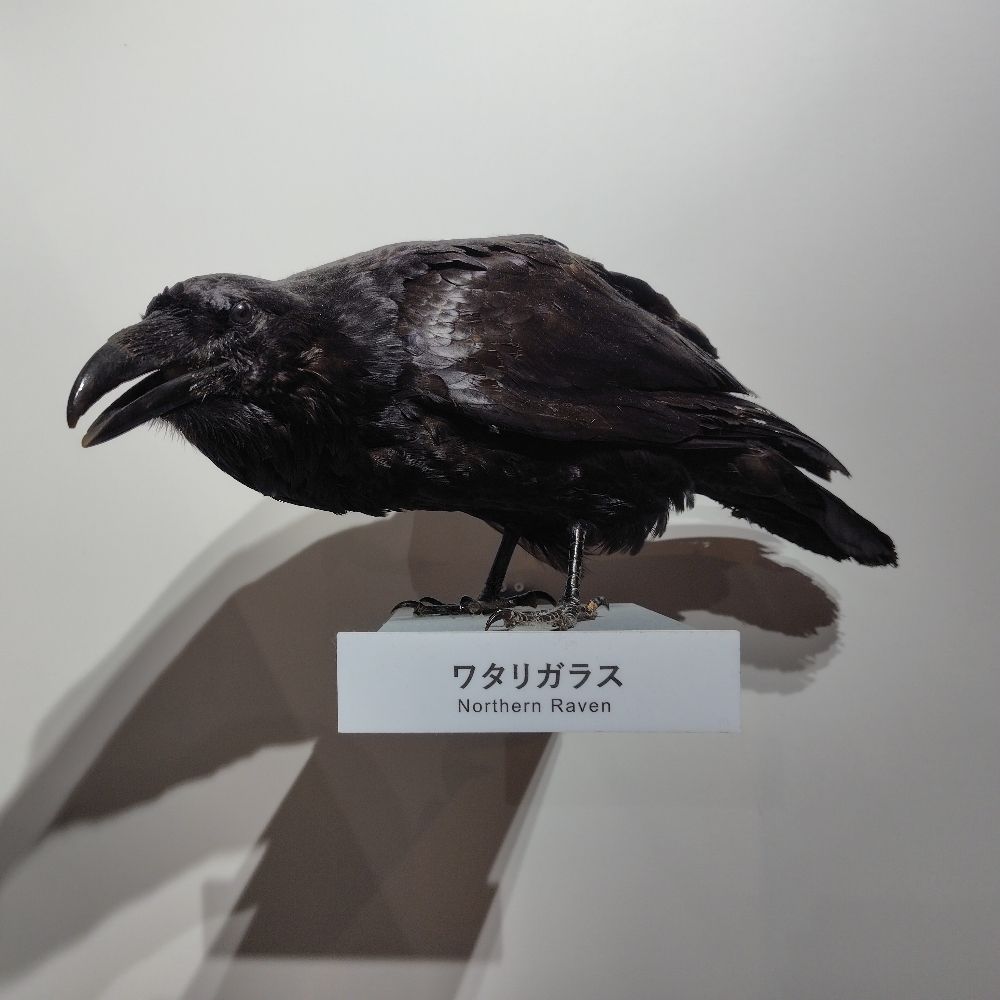 まつだみちこ