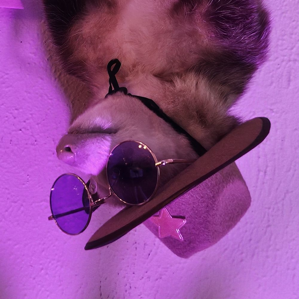 I'm the possum. Hold me.