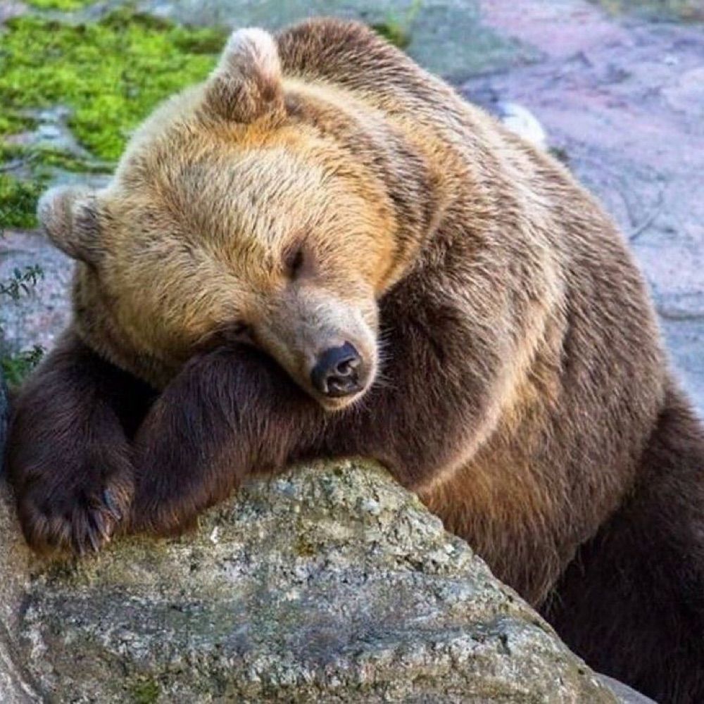 claire 🐻❕