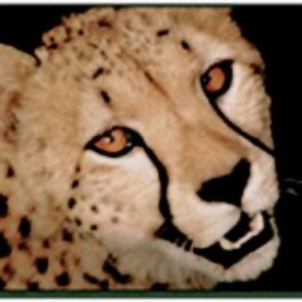 pdjmoo