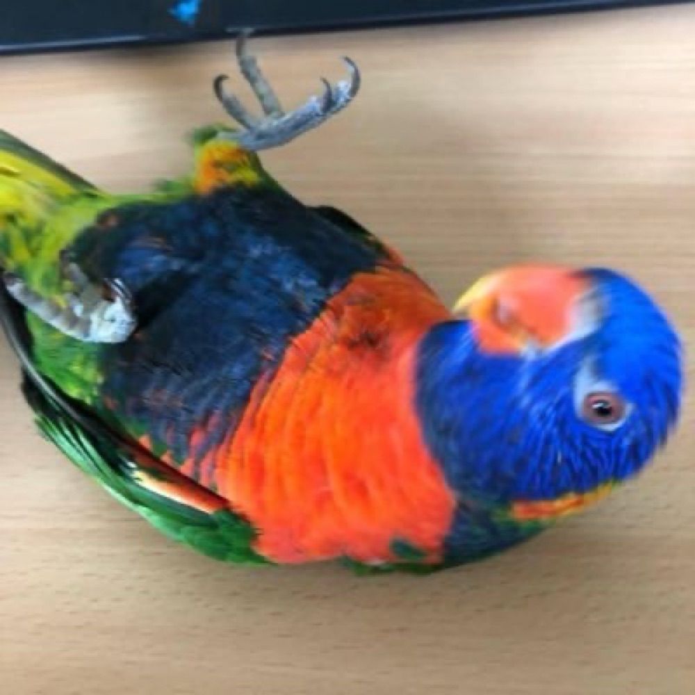 bird facts