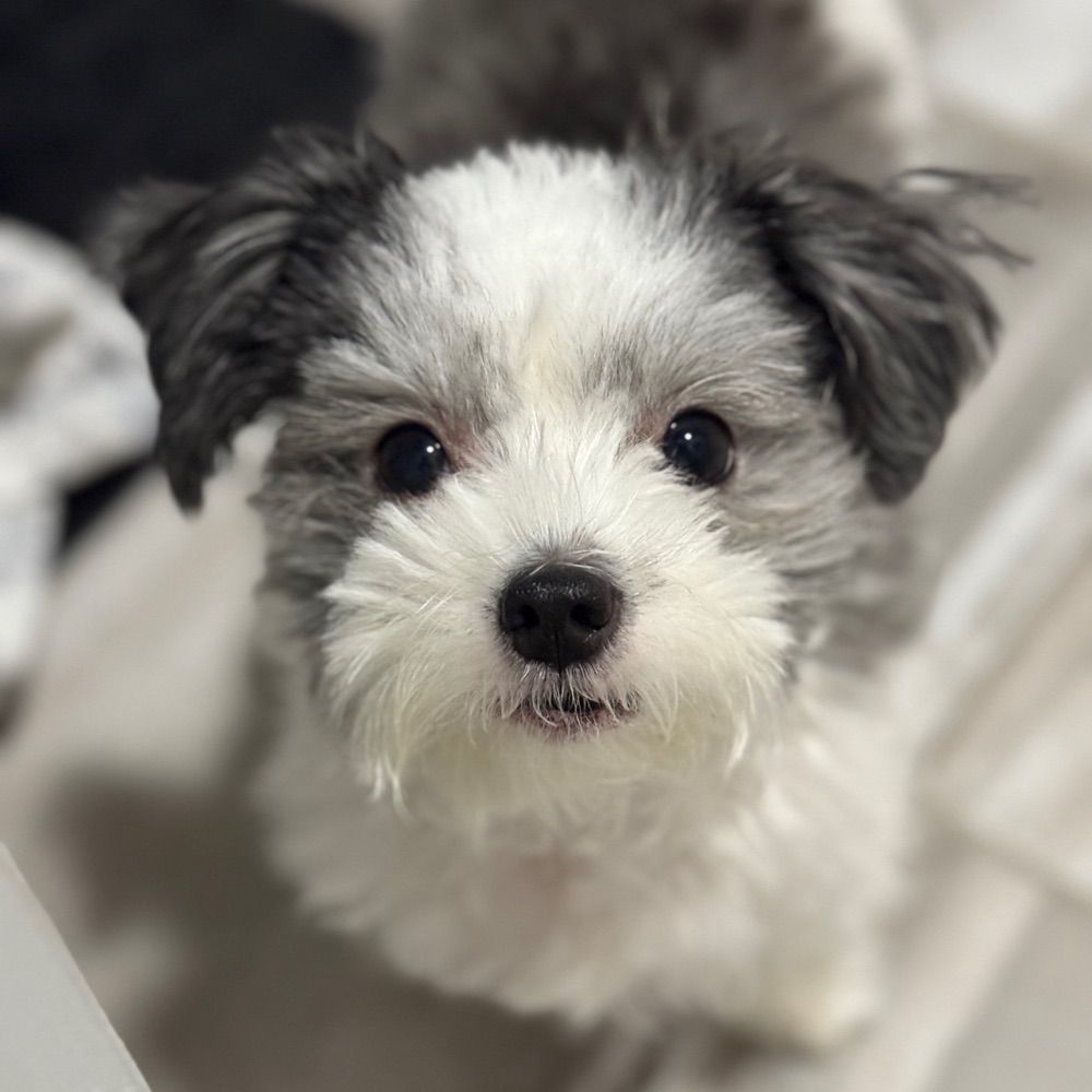 Yadi Luna