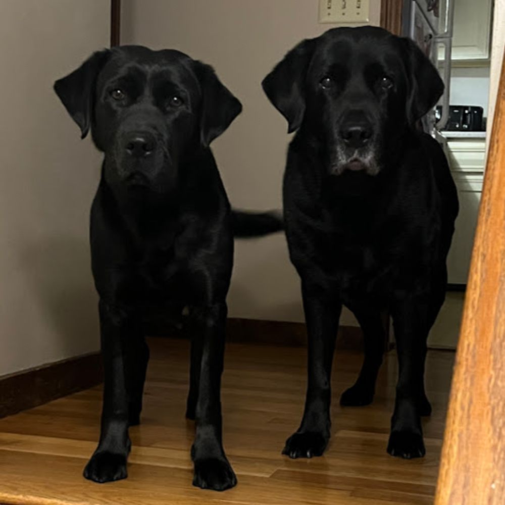 The Dog Father