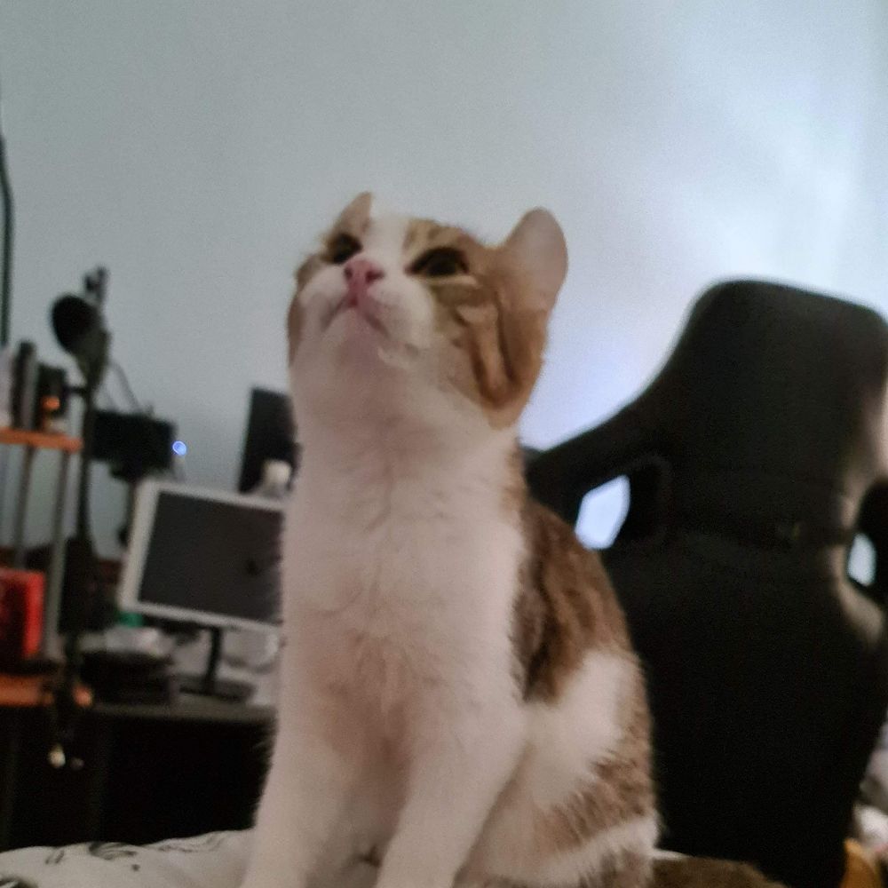 Piupiu_07_0613