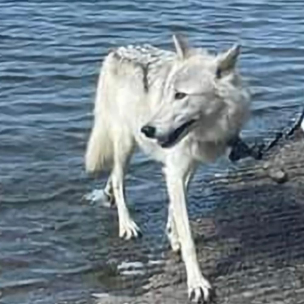 Guardians of the Wolves