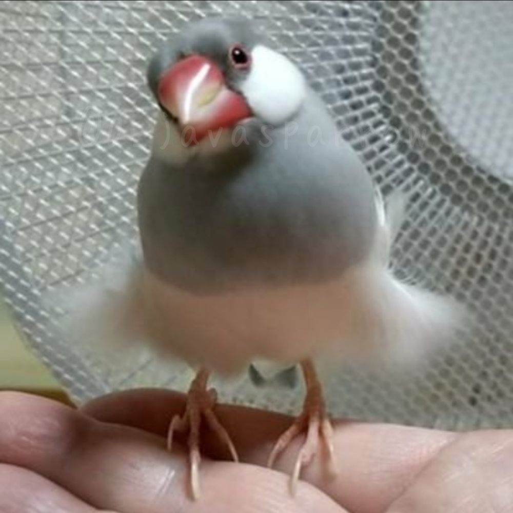 ちー(本業：下僕)