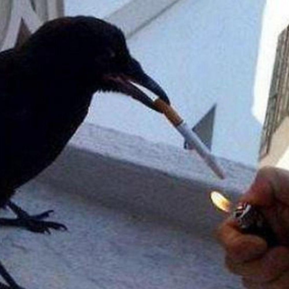 🐦‍⬛