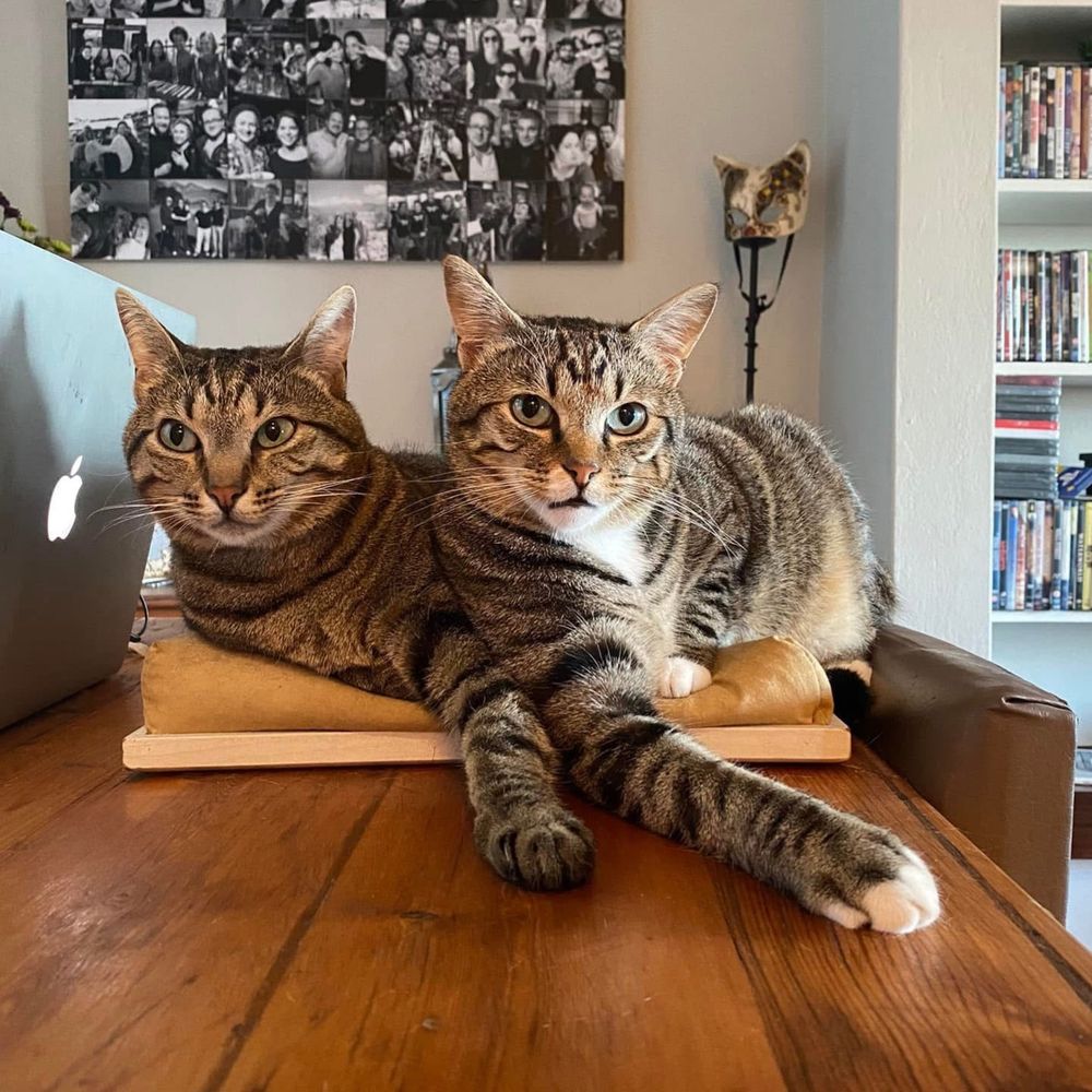 Cats of Deadwood
