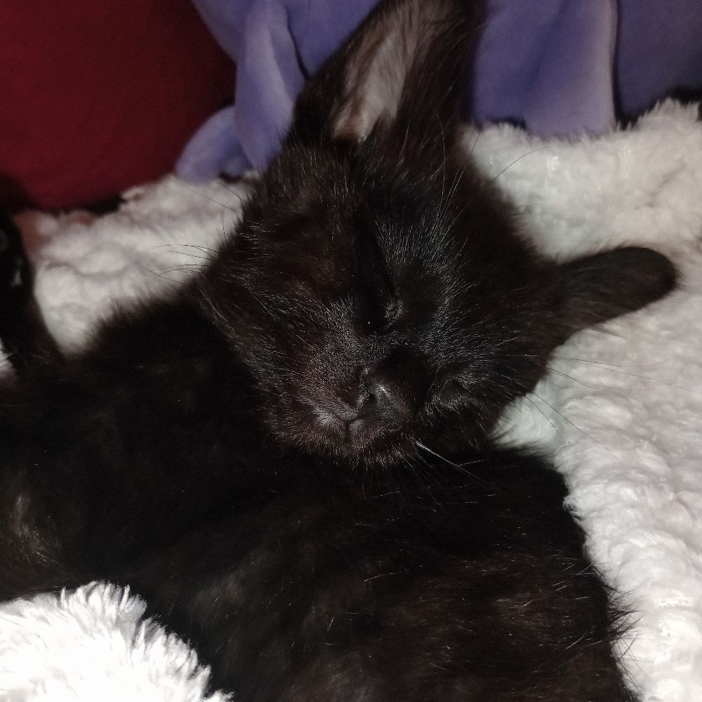 mndpantera.bsky.social