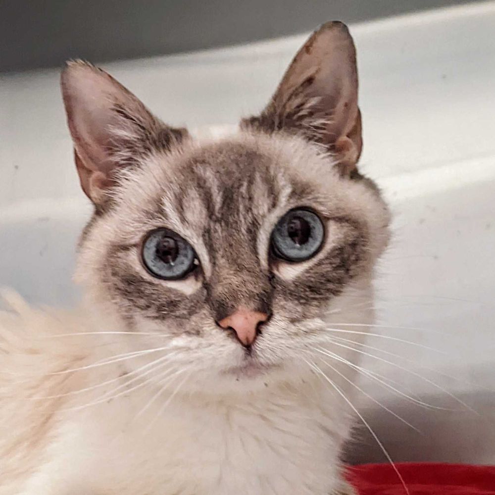 House of Dreams Cat Shelter