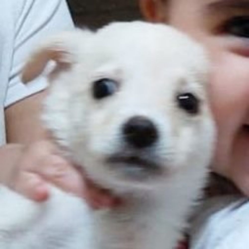 Lil Chan