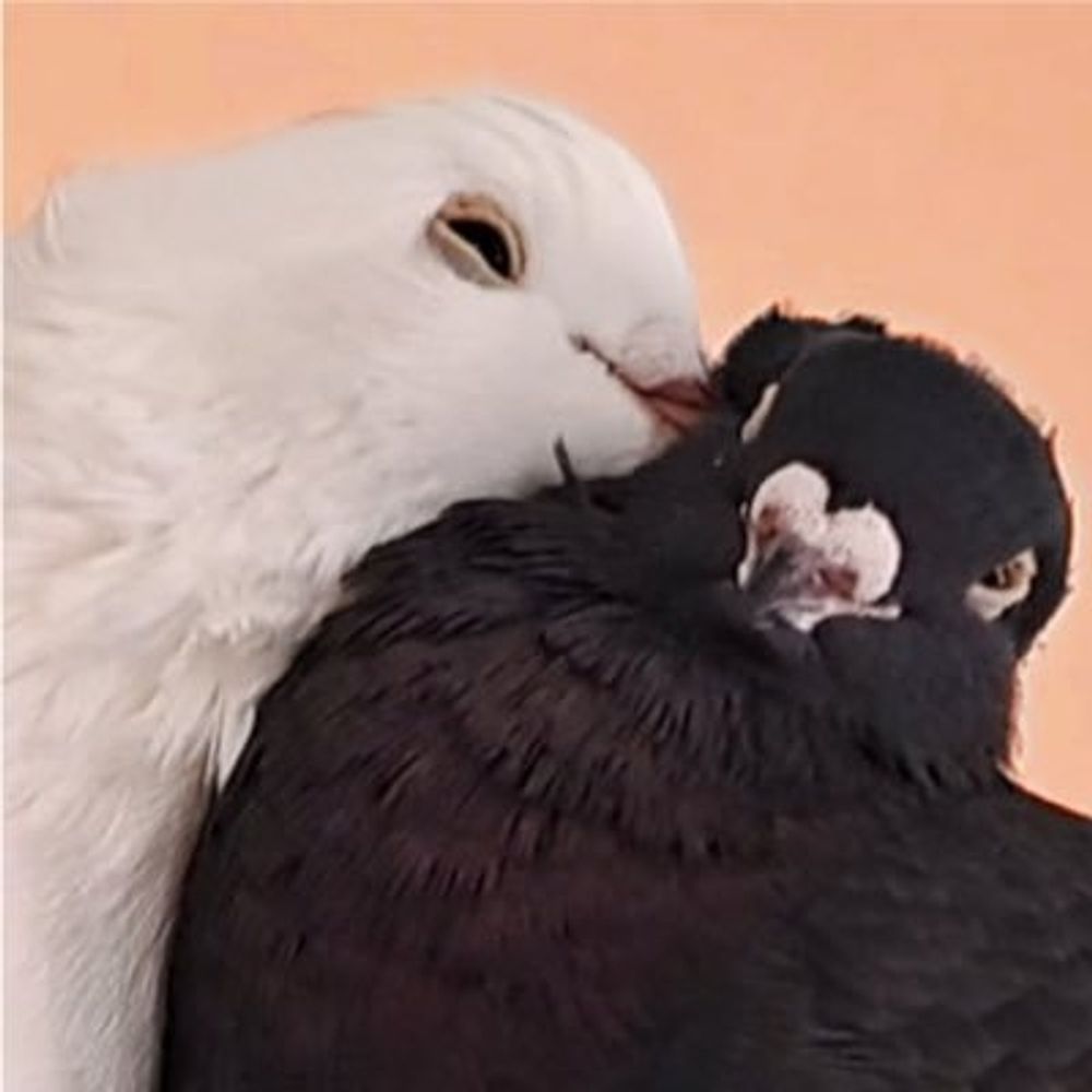 ハポー