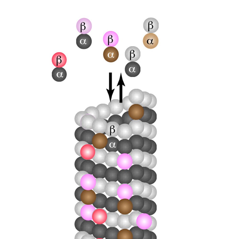 Janke Lab