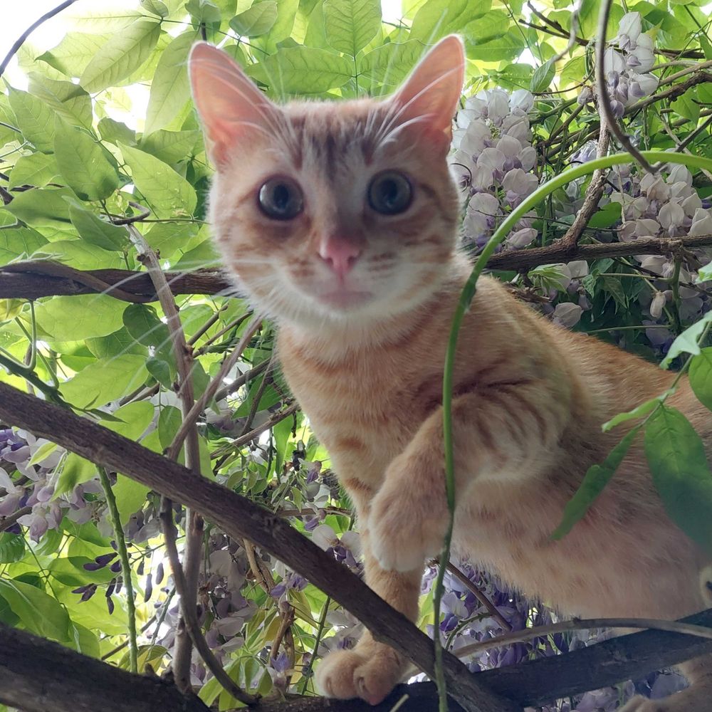 Iz à côté du Néant 
