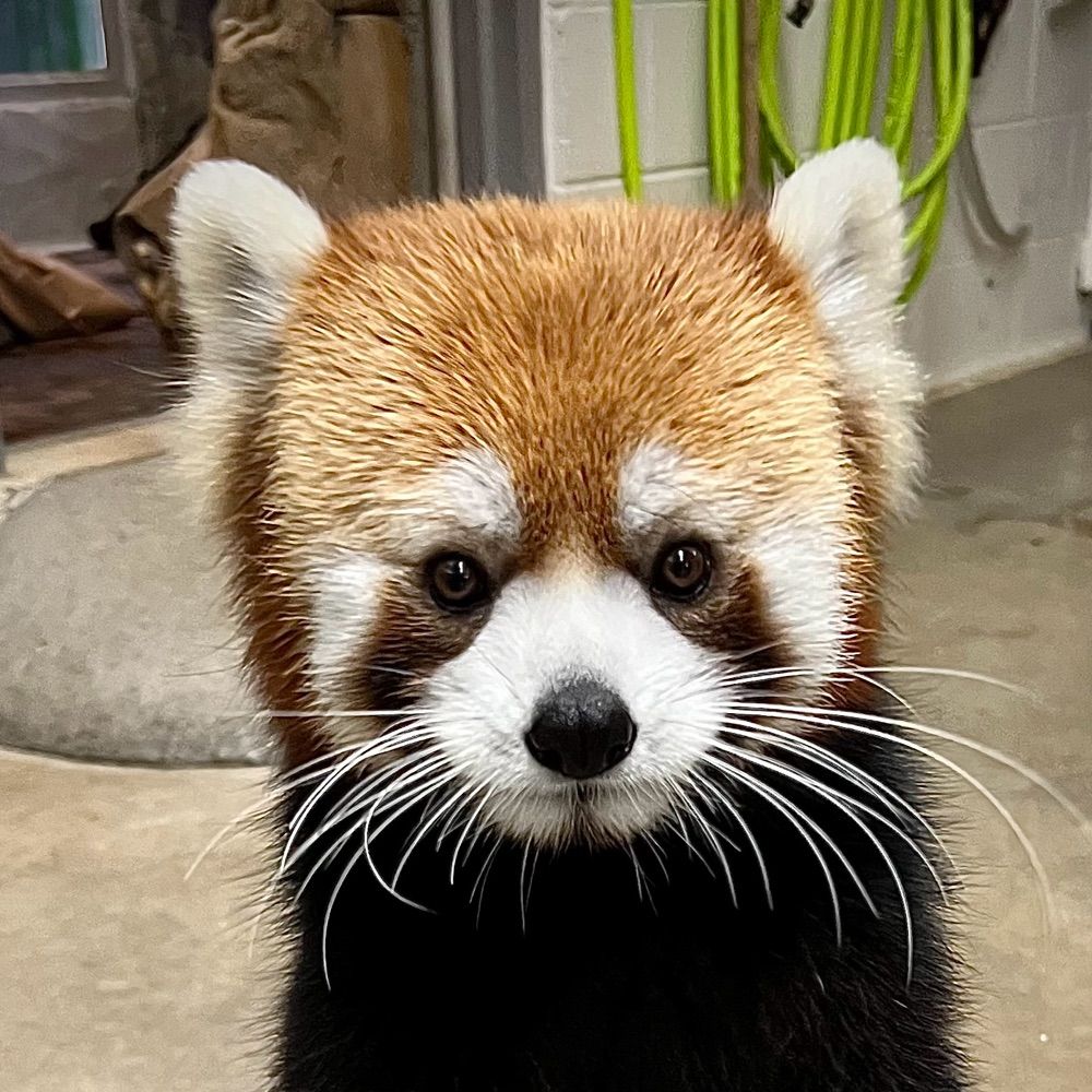 Henry Vilas Zoo