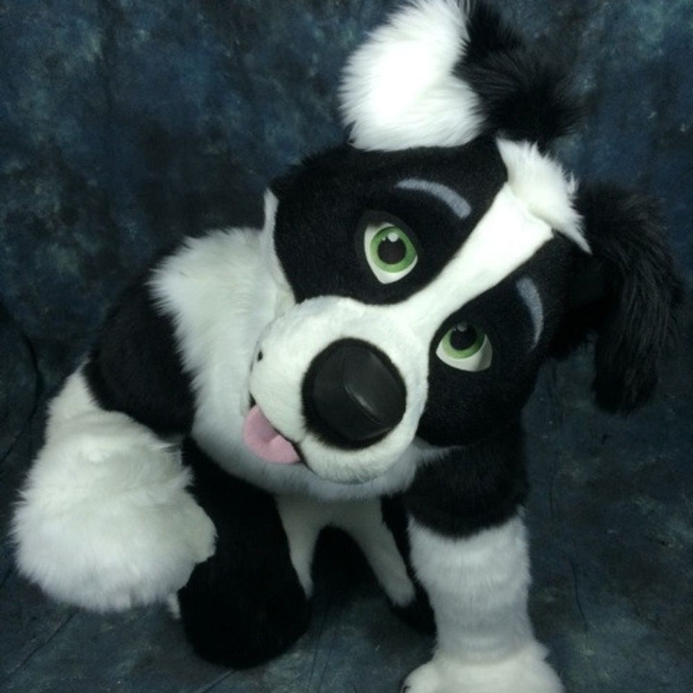 Dice Border Collie