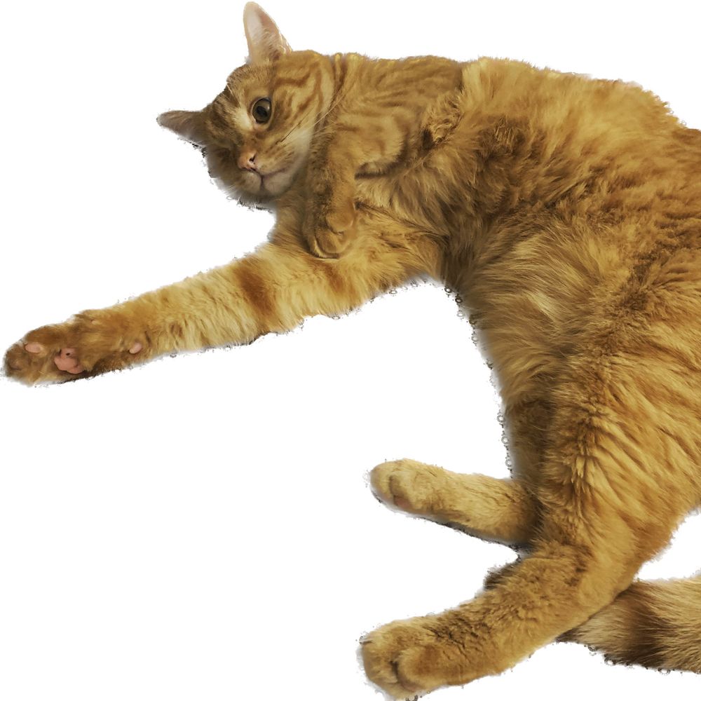 mgg