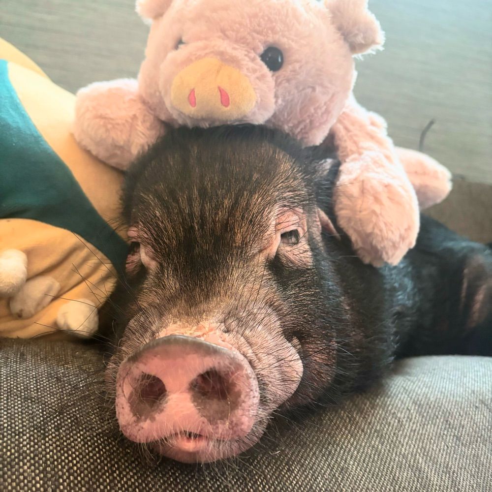 Piggy