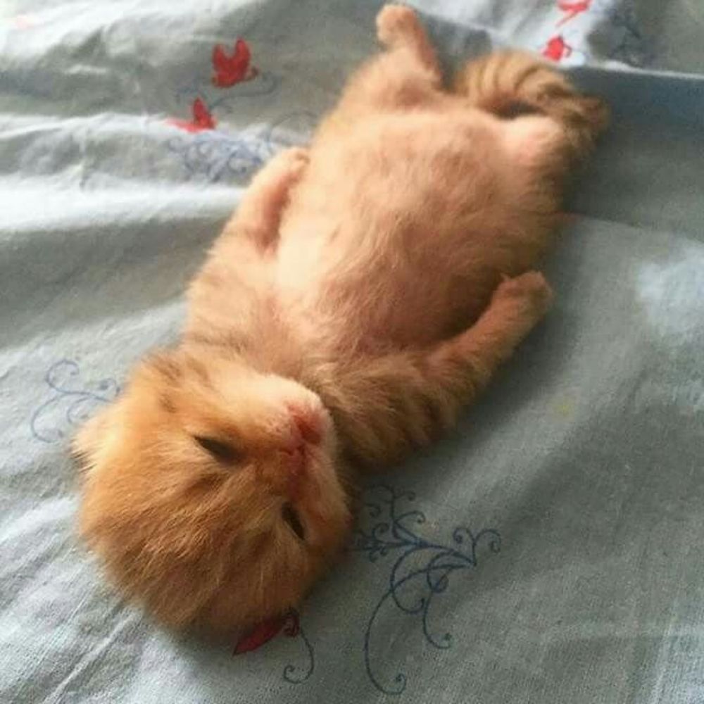 The Gata Cat