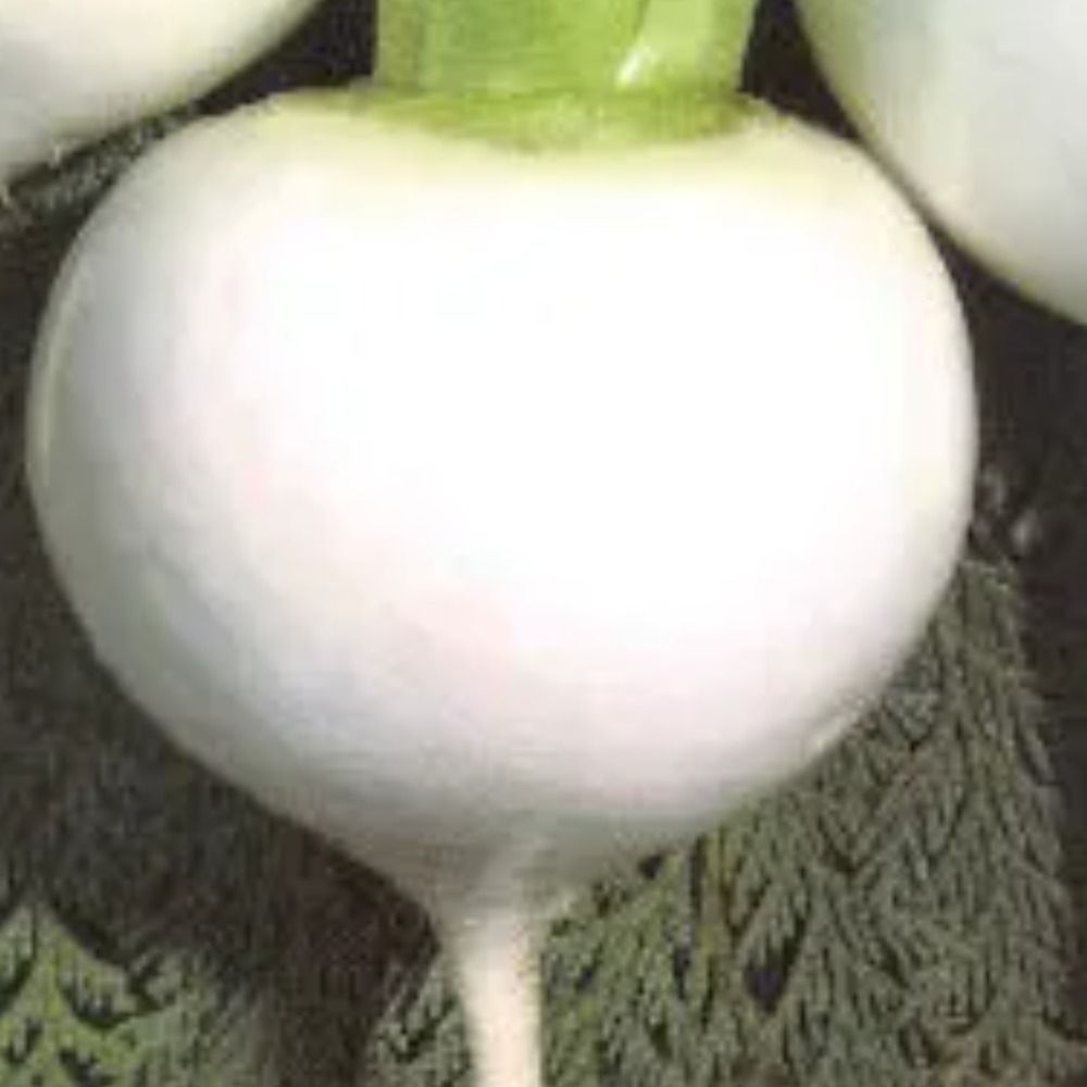 白桃