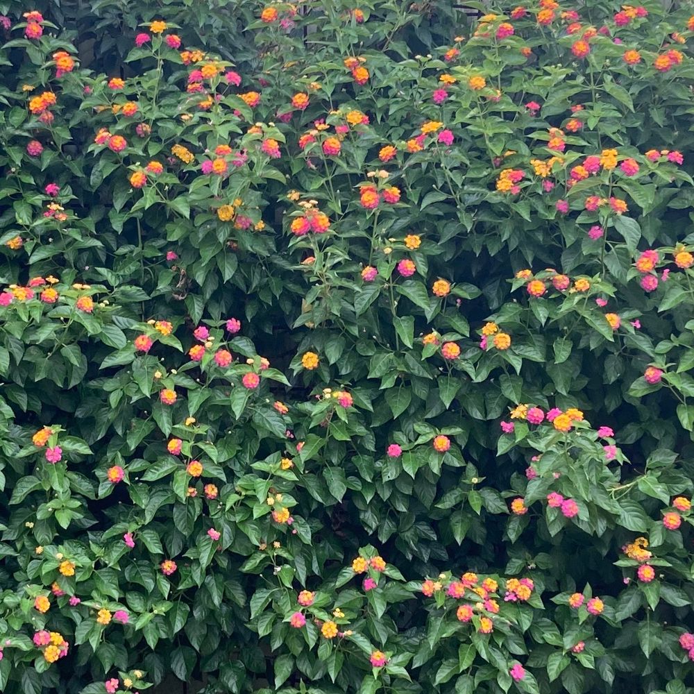 🍊(橙)