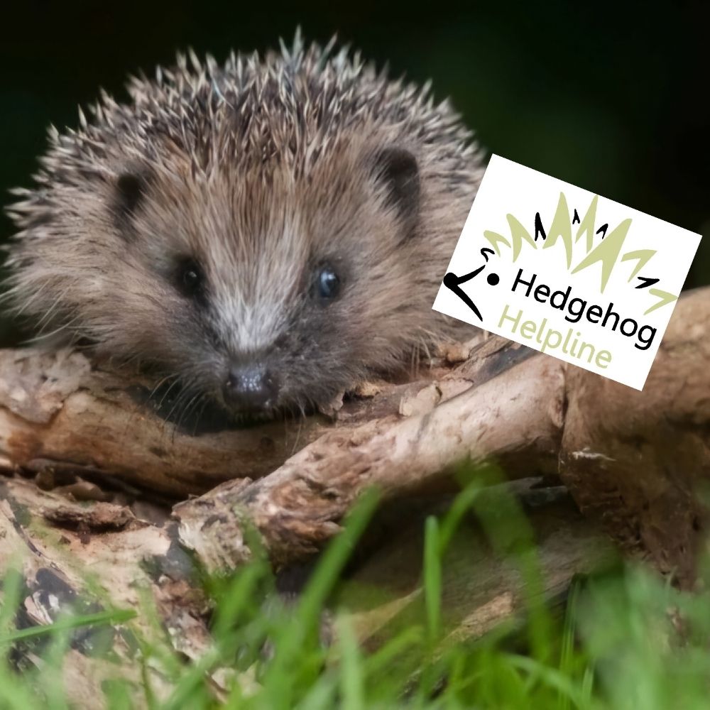 Hedgehog Helpline
