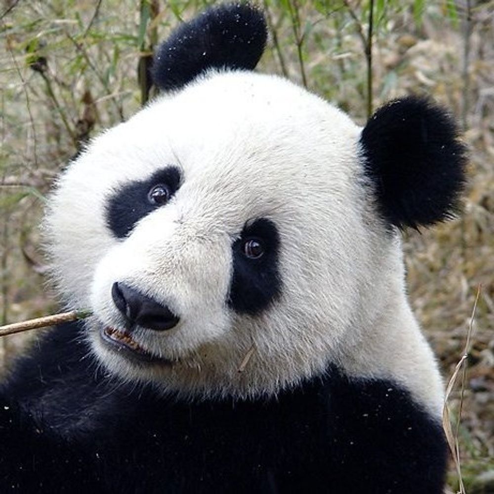 Панда без кругов. Панда. Панда без пятен. Панда без черных кругов. Панда круги под глазами.