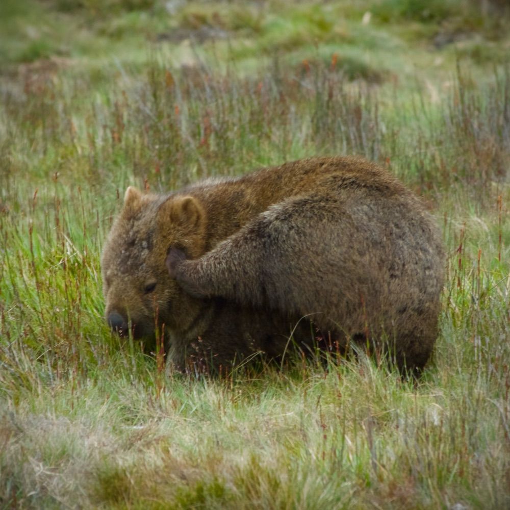 WickedMrWombat