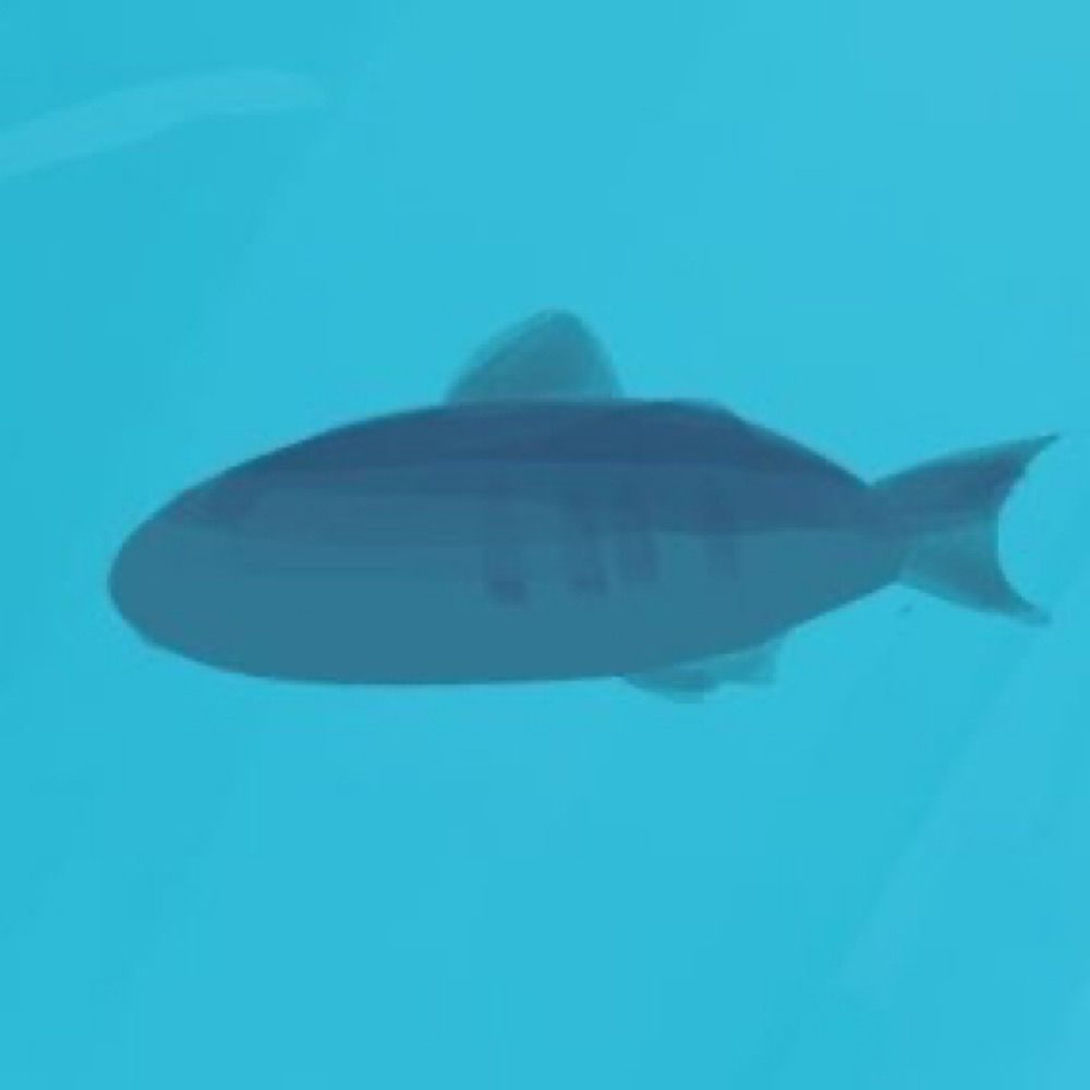 どんぶり
