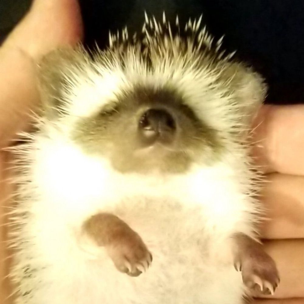 Ranki