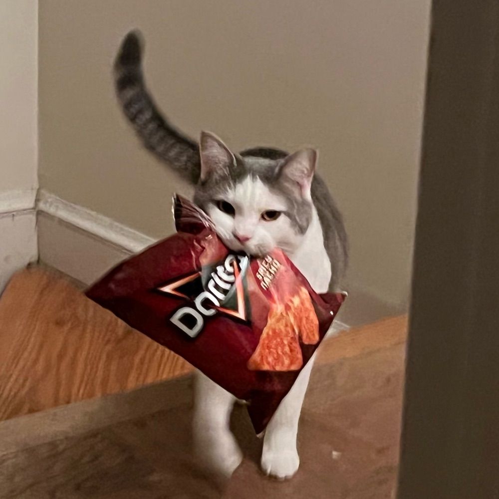 doritos cat