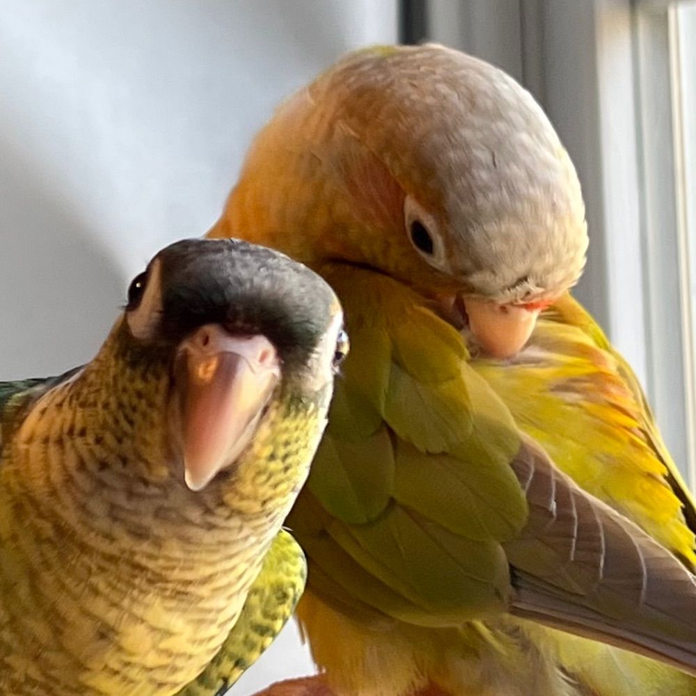 Piña & Pico 🦜